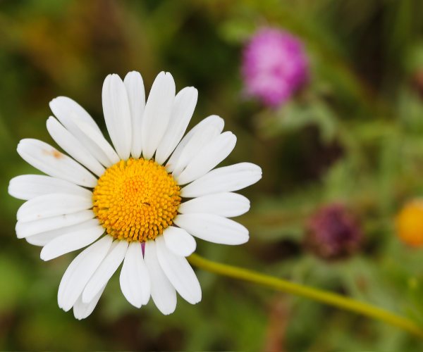 A close-up of an Oxeye Daisy at the Arboretum.